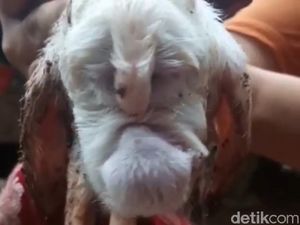 Warga Cianjur Dihebohkan Lahirnya Kambing Unik Mirip Cepot