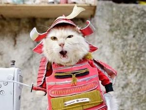 Liputan Khusus: Bisnis Baju untuk Kucing Raup Omzet Hingga Puluhan Juta