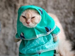 Media Jepang-Taiwan Buru Kisah Usaha Baju Kucing Pria Bogor Ini