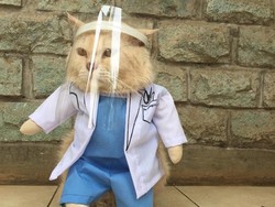 Cerita Guru SD Banting Setir Bisnis Baju Kucing, Viral Sampai Mancanegara