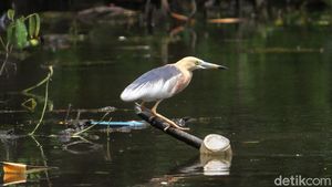 Mengintip Suaka Burung-burung di Ibu Kota