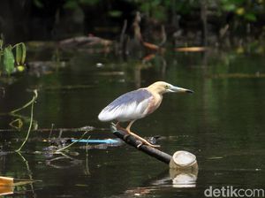 Mengintip Suaka Burung-burung di Ibu Kota