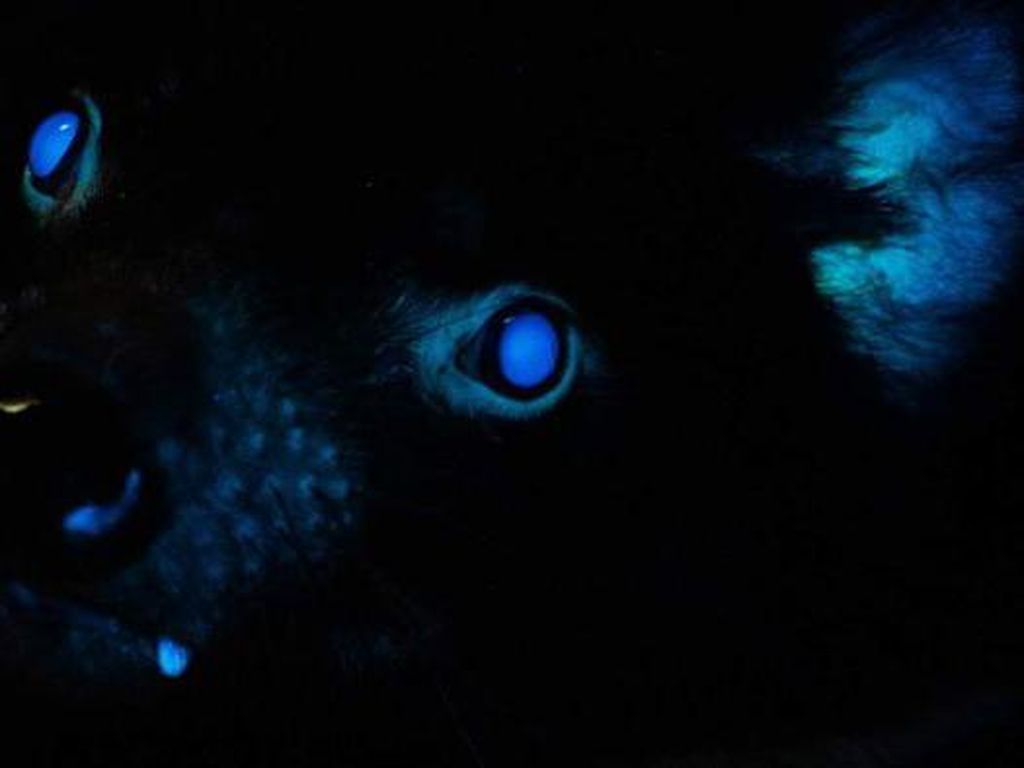 Penemuan Baru: Sejumlah Hewan Australia Mengeluarkan Cahaya di Bawah Sinar UV