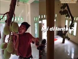 Pohon Nangka dan Mangga Tumbuh dalam Rumah, Netizen: Kuntilanak Bisa Ngerujak