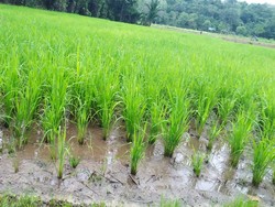 Ngamping, Tradisi Makan Padi Setengah Matang di Perbatasan Aruk