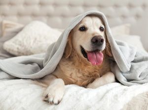 Jangan Salah! Begini Cara Tentukan Porsi Makanan Ideal untuk Anjing