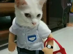 Ketika Kucing Punya Koleksi Baju yang Tak Kalah Banyak dari Tuannya