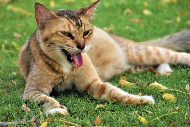  Kucing  Kamu Suka Makan Rumput Ini Alasannya