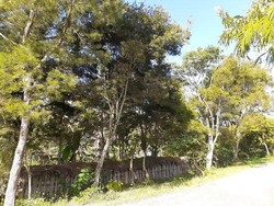 Bukan Burung, Kasuari Juga Ada Pohonnya