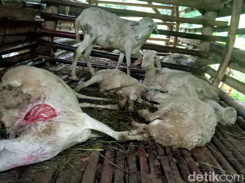 Dalam Sepekan, Sudah 48 Kambing di Kuningan Mati Misterius Dalam Sepekan, Sudah 48 Kambing di Kuningan Mati Misterius