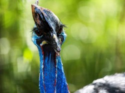 Burung Kasuari Khas Papua, Enggak Bisa Terbang dan Betah Mengerami Telor