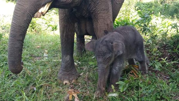 Anak Gajah Lahir Usai Induk Diselamatkan 27 Tahun Lalu dari Konflik