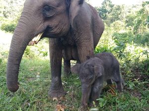 Anak Gajah Lahir Usai Induk Diselamatkan 27 Tahun Lalu dari Konflik Anak Gajah Lahir Usai Induk Diselamatkan 27 Tahun Lalu dari Konflik
