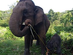 Selamat dari Konflik, Gajah Sumatera Lahirkan Anak Ke-4 di TN Tesso Nilo