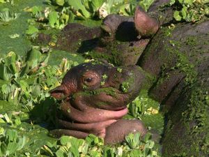 Makhluk Air yang Jarang Disaksikan: Bayi Kuda Nil hingga Plankton Biru Ajaib