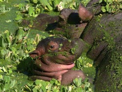 Makhluk Air yang Jarang Disaksikan: Bayi Kuda Nil hingga Plankton Biru Ajaib