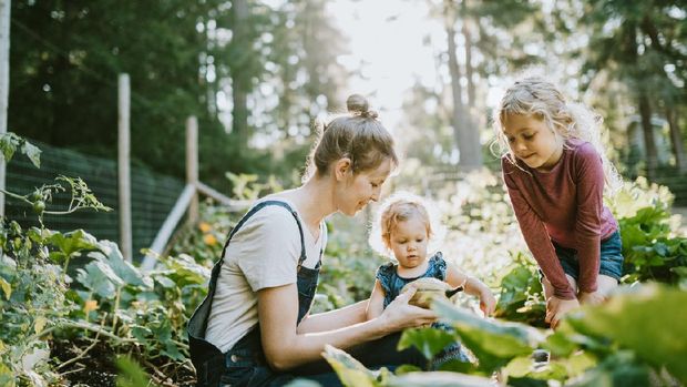 A mother and her children pick fresh squash from their garden on a warm late summer morning at their home.  Shot in Washington state.