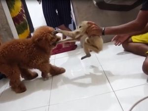 Ramai Soal Owa Mati Usai Diadu dengan Anjing di Rumah Kapolres Ramai Soal Owa Mati Usai Diadu dengan Anjing di Rumah Kapolres