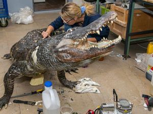 Masih Ingat Aligator Kesayangan Hitler? Kini Ia Dipajang di Museum