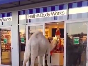 Aneh tapi Nyata, Ada Unta Masuk ke Salon Kecantikan di AS Aneh tapi Nyata, Ada Unta Masuk ke Salon Kecantikan di AS