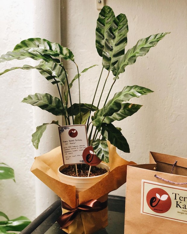 Hampers tanaman hias