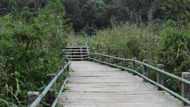 Jembatan Kayu Curug Cibeureum