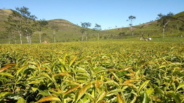 Kebun Teh Kaligua Kebun Teh Kaligua