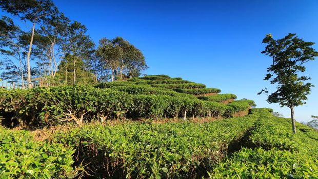 Kebun Teh Nglinggo nglinggo tourism village is one of the popular villages in yogyakarta, near from borobudur temple, magelang regency, central java.