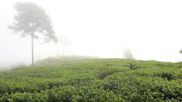 Kebun Teh Pagilaran tea plantations with blue skies in the morning, at the Pagilaran Batang tea plantation in Central Java