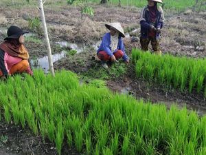 Belale, Tradisi Gotong Royong Petani di PLBN Aruk Saat Tanam Padi