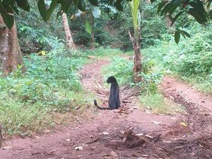 Warga Tembak-Niat Racuni Macan Pemangsa Domba di Karawang Warga Tembak-Niat Racuni Macan Pemangsa Domba di Karawang