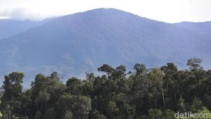 Mengintip Keindahan Hutan Tropis di Perbatasan Indonesia-Malaysia