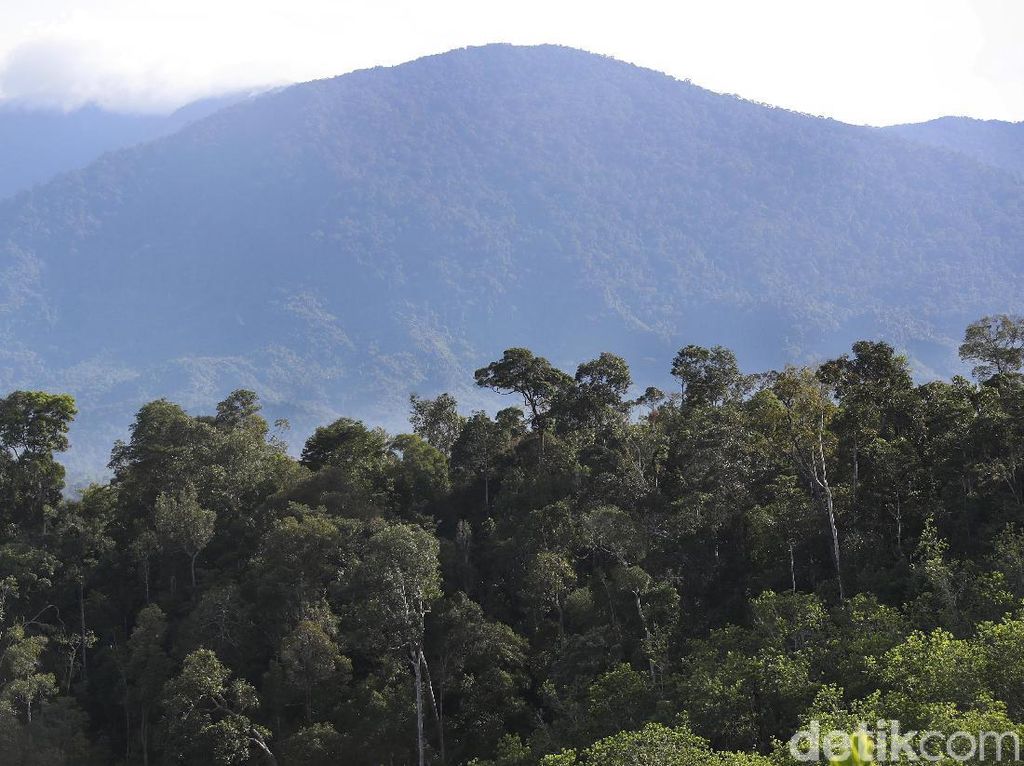 Mengintip Keindahan Hutan Tropis di Perbatasan Indonesia-Malaysia
