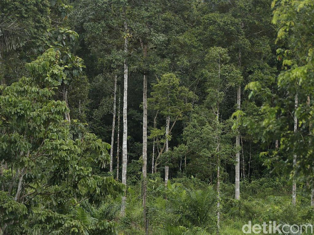 Aruk, Sisi Lain Indahnya Barat Tanah Borneo Aruk, Sisi Lain Indahnya Barat Tanah Borneo