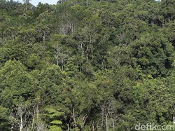 KLHK Bilang Angka Deforestasi Berkurang: Tak Benar Hutan Kita Sudah Habis