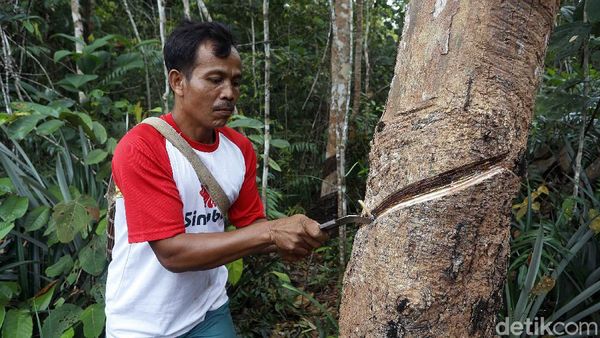 Nasib Petani Daerah Perbatasan di Tengah Pandemi