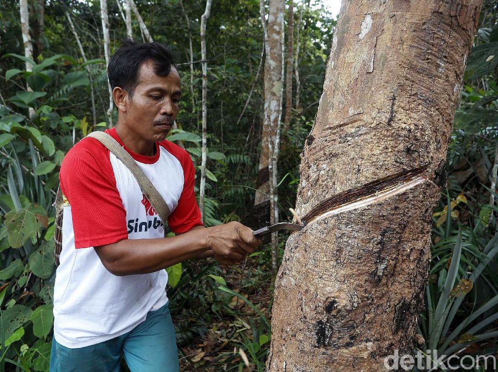 Nasib Petani Daerah Perbatasan di Tengah Pandemi Nasib Petani Daerah Perbatasan di Tengah Pandemi