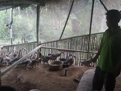 Mudahnya Ternak Itik Alabio, Bisa Panen Telur Setiap Hari