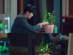 Mengenal Jade Plant, Tanaman Hias Pembawa Hoki di Drakor Start-Up