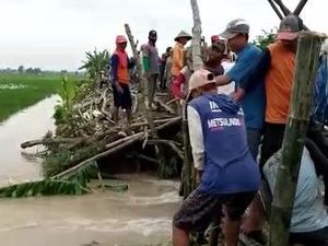 Warga Bojonegoro Gotong Royong Perbaiki Tanggul Jebol Selamatkan Persawahan