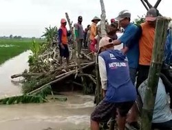 Warga Bojonegoro Gotong Royong Perbaiki Tanggul Jebol Selamatkan Persawahan