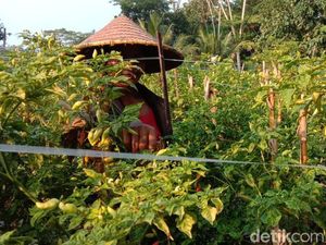 Musim Hujan, Harga Cabai dan Tomat Melambung di Pasar Blitar