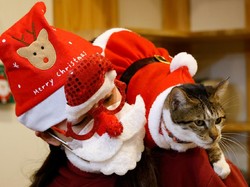 Gemas! Kucing di Kafe Seoul Ini Diubah Jadi Santa Klaus