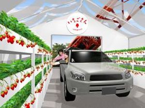 Inovatif! Jepang Terapkan Wisata Petik Stroberi Drive-Thru