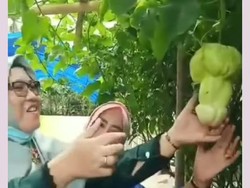 Labu Mirip Kelamin Pria hingga Penjual Mie Terima Uang Mainan