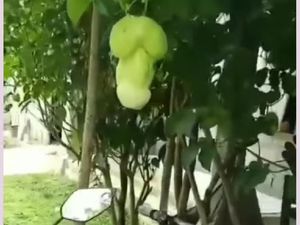 5 Temuan Makanan Mirip Penis Ini Hebohkan Netizen 5 Temuan Makanan Mirip Penis Ini Hebohkan Netizen