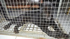Masuk Perkampungan, Macan Tutul Ini Ditangkap