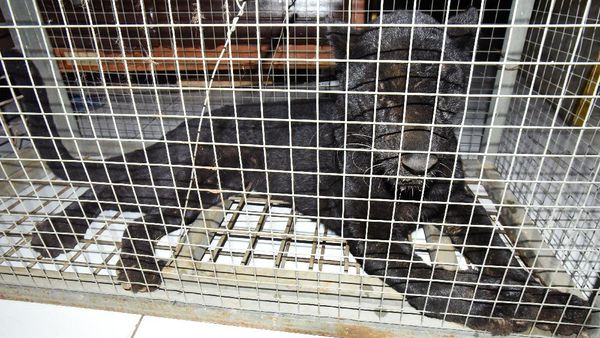 Masuk Perkampungan, Macan Tutul Ini Ditangkap