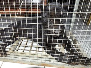 Masuk Perkampungan, Macan Tutul Ini Ditangkap