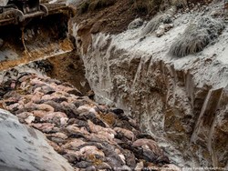 Mutasi Virus Corona Cluster 5 di Denmark dan Cerpelai Zombie